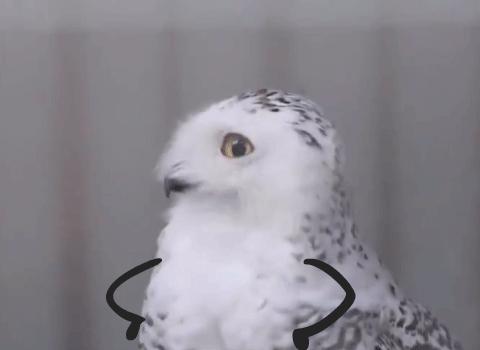 ΢̽